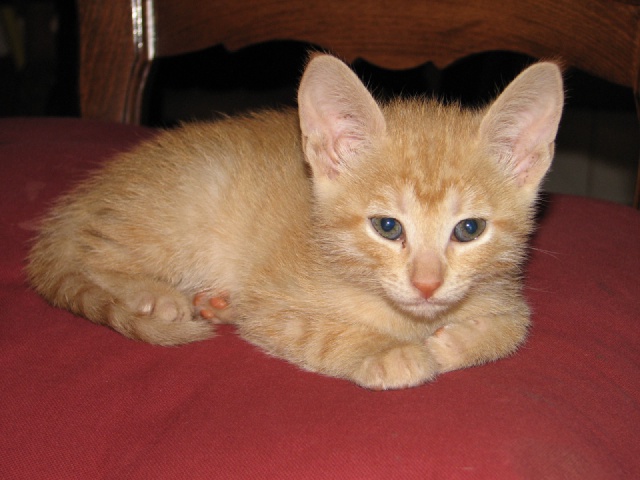 2009/09(September)/New_Kittens/640x480_20100206 448.JPG
